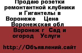 Продаю розетки ремонтантной клубники и Гигантелы в Воронеже. › Цена ­ 25 - Воронежская обл., Воронеж г. Сад и огород » Услуги   